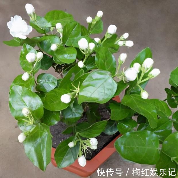 碰碰香|能“养人”的四种花，好养不怕热，可凉拌可泡茶，还能驱蚊子