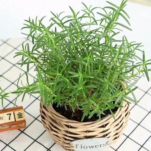 想让家里“病菌”少,就养五种植物,漂亮又好养!