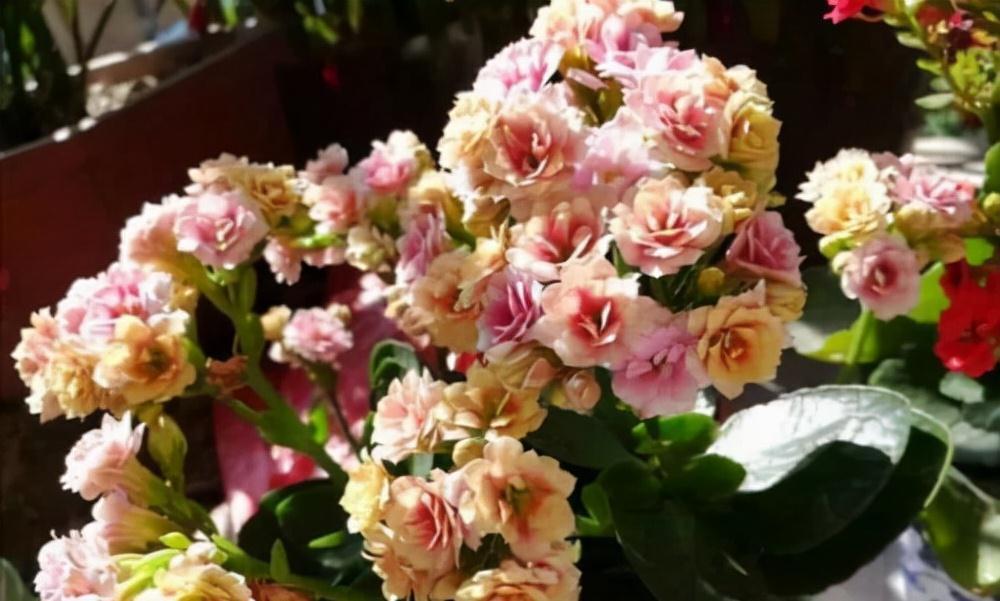 长寿花|天气冷,六种花要干养,少水多晒才健壮,养成老桩更旺家