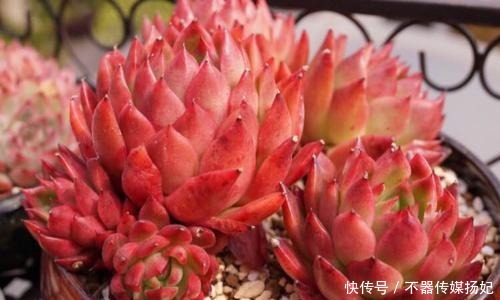 备受欢迎的10款红色系多肉，很珍贵，请收藏！