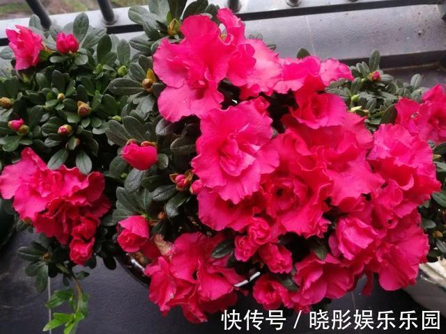 最怕晒的10种花,赶快搬进屋,否则会死掉