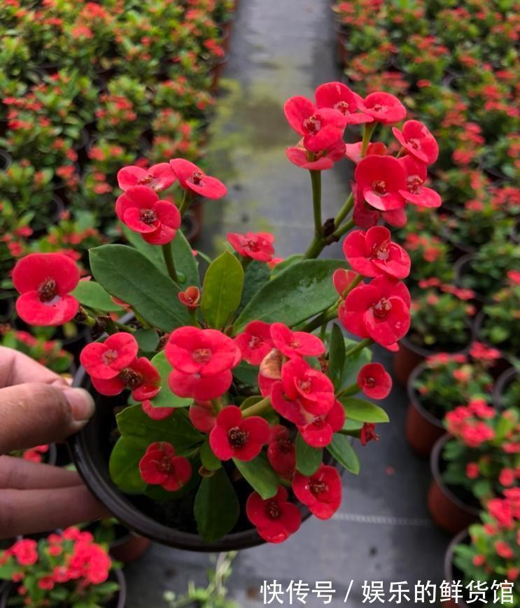 关键|3种“养不死”的花,适合新手,不只是好养,关键很漂亮