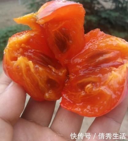 荔枝|6种水果有“寄生虫”,还能给孩子吃吗?医生建议:这些要少吃