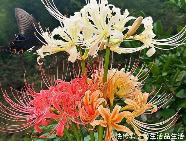 风信子|世界上最美的十种盆栽花卉,每种都精美无比,总有一盆适合你!