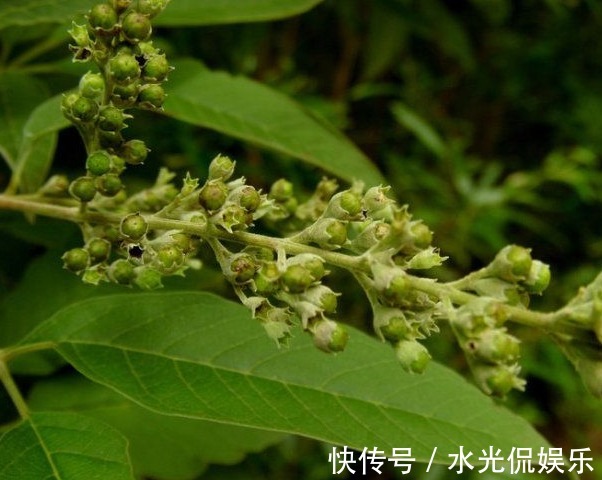 枕头|山上摘点这玩意塞枕头,比荞麦皮养生多了,一挨枕头就睡得香甜!