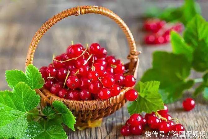 适应能力|盆栽一棵小果树,结出一串红果果,全家人吃不完!