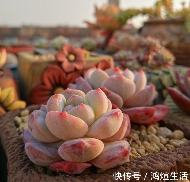 多肉|冬天里的多肉，做好“两件事”，安心过冬，不徒长状态更美
