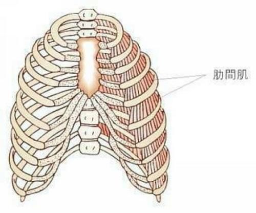 最容易被忽视的肌肉 肋间肌 这些体式助你有效拉伸 快资讯