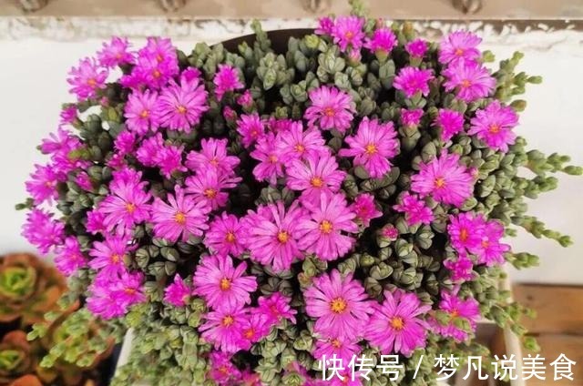 阳台养多肉不能错过的16种,全是名气大的品种,价格不贵还很美