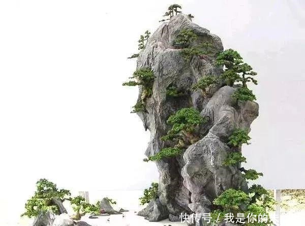 养花|大爷用石头、盘子来养花,布局造景,这就是山水盆景的魅力!