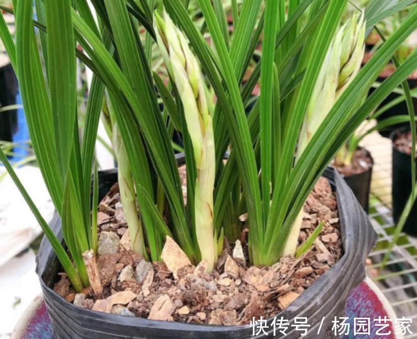 秋天养花怕出现“空盆”？做好4件事，植株有精神，枝叶绿