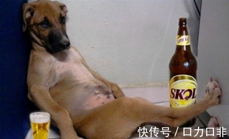 宠物该养什么好哈希娱乐- 哈希游戏平台- 哈希游戏官方网站
