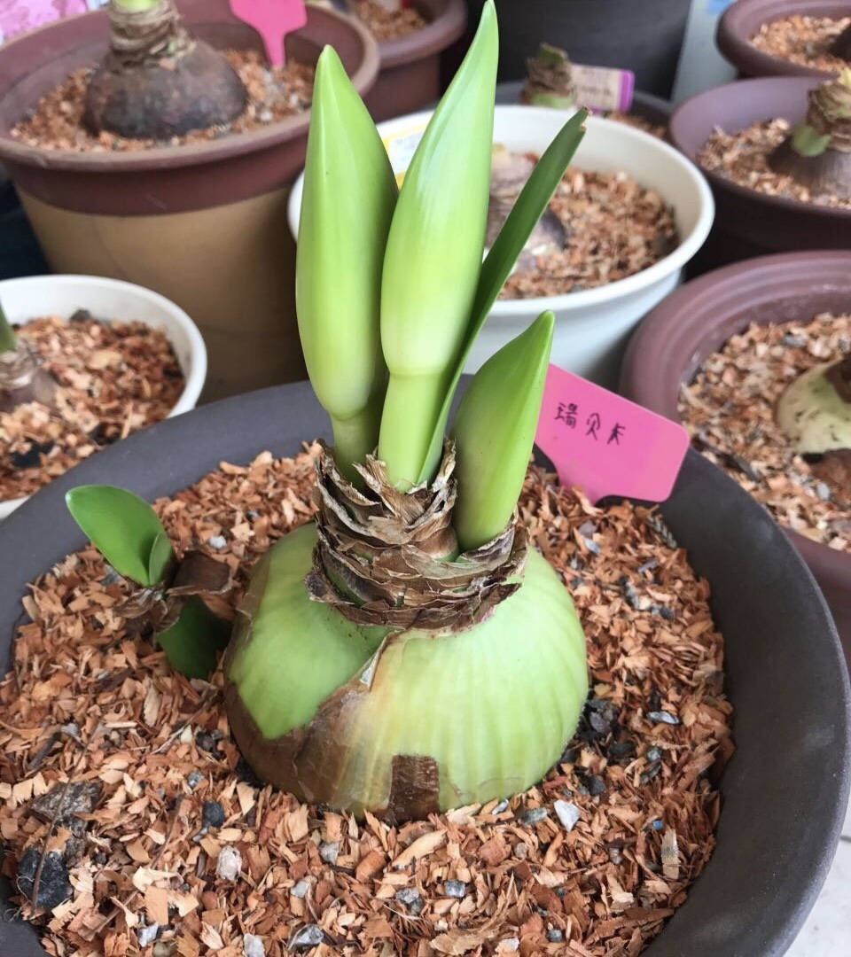 懂花的人都知道，4种“年关花”开败了剪1刀，30天后继续开