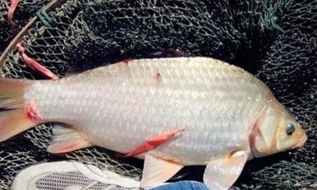 冬钓无口就收竿,难道你没用这3个策略?老钓手:一般人学不来