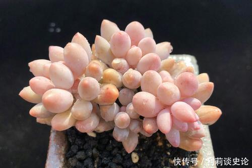 此款多肉，叶子饱满粉嫩，容易长成悬崖桩，适合新手！