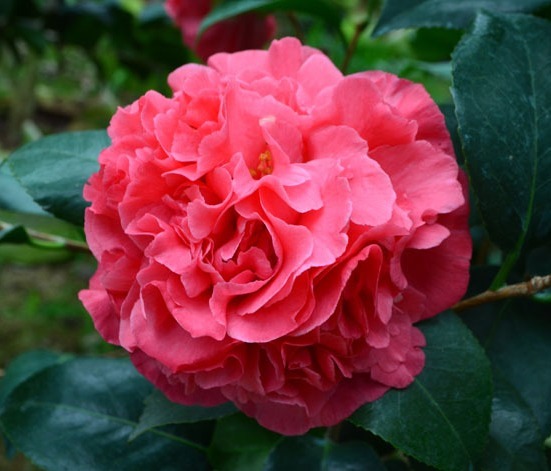 这花，兼具牡丹之形，茶花之香，生存能力强，抗寒耐旱，价值高