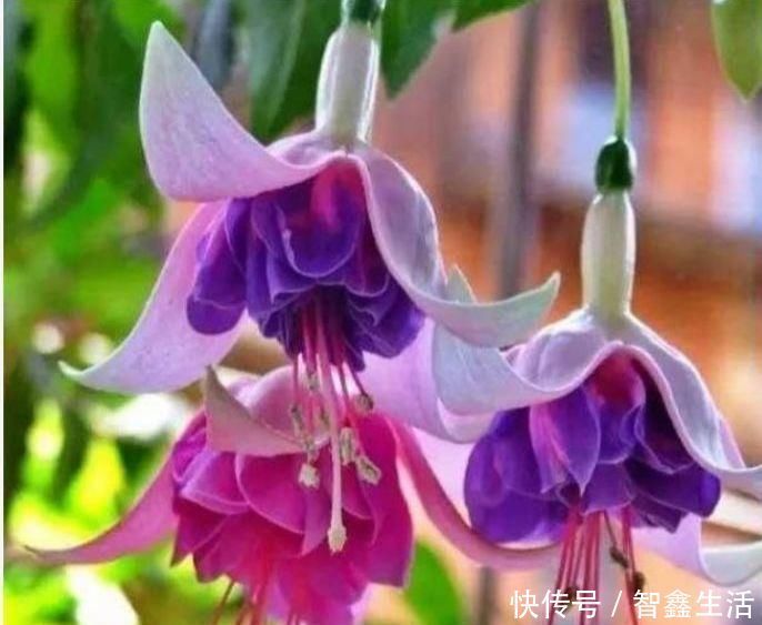 杜鹃花|5种花是懒人的最爱,开起花来“拦”不住,美不胜收,你养了吗