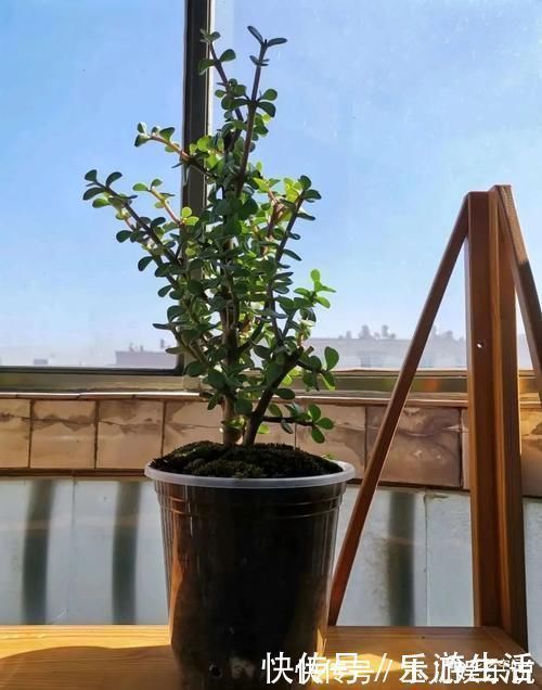 金枝玉叶太好养了，常用两种水，嫩叶冒不停，长势很喜人