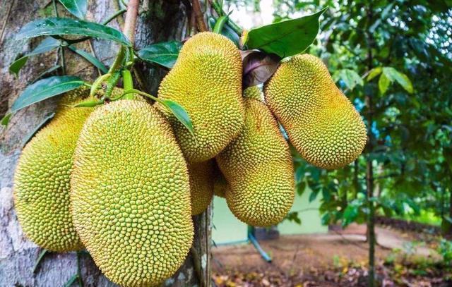 维c|秋天不想变衰老，离不开几种食物，肌肤细腻，改善不适感，人年轻