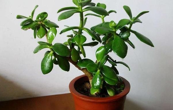 金枝玉叶|马齿苋摇身一变成“金枝玉叶”,花友1年养成老桩,高价都不卖