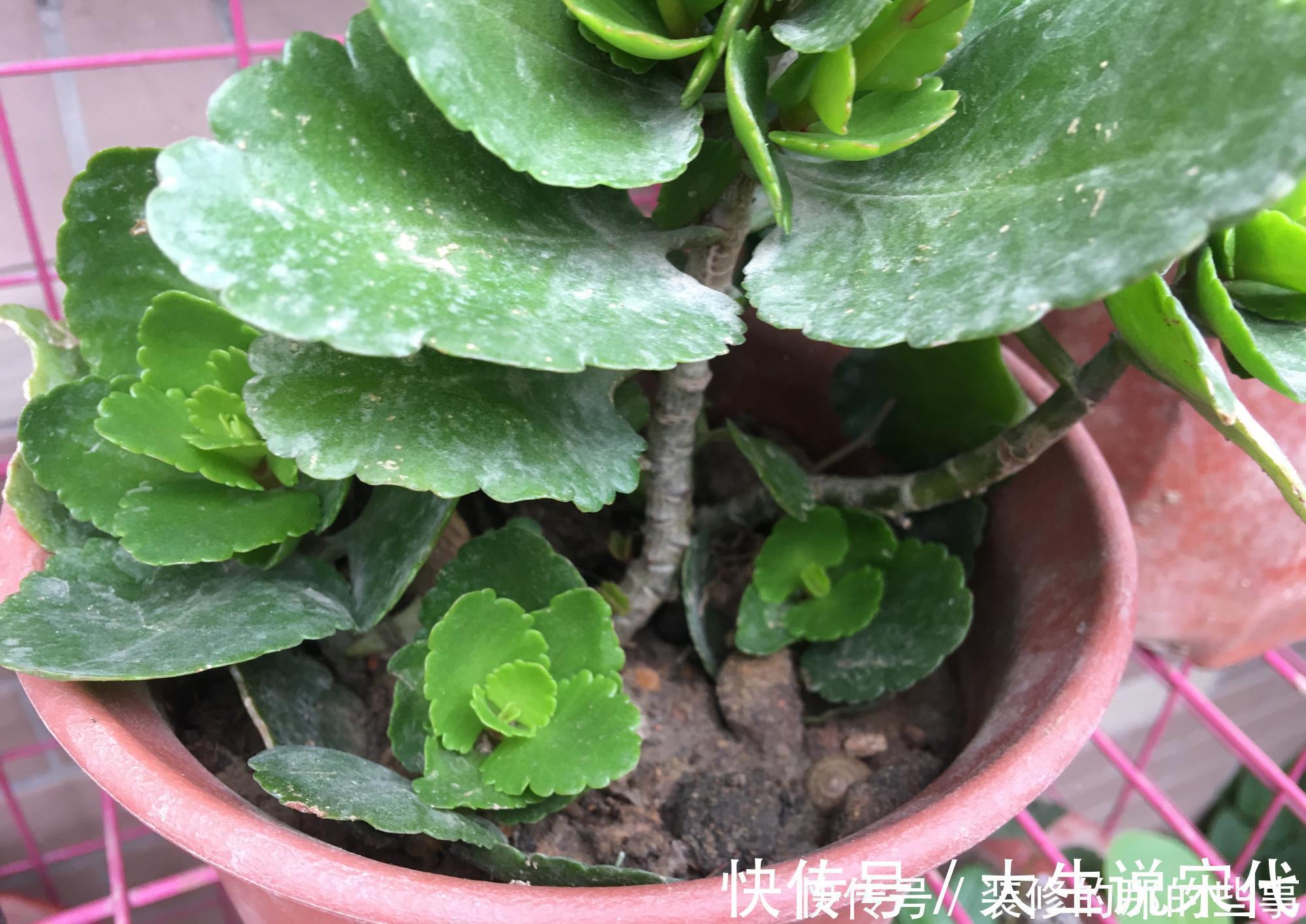 让长寿花开花，做好“两点”，叶子又绿又壮，花苞多开花快