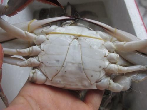  挑选螃蟹有技巧，不管公母，只要这2点对了，螃蟹膏满肉肥特好吃