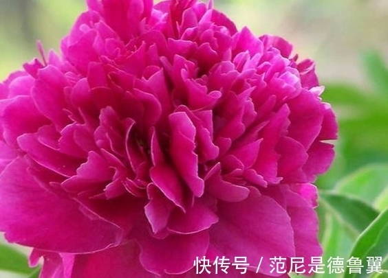 农历九月初四寒露后，养什么花？以下3种花，年年如意岁岁平安