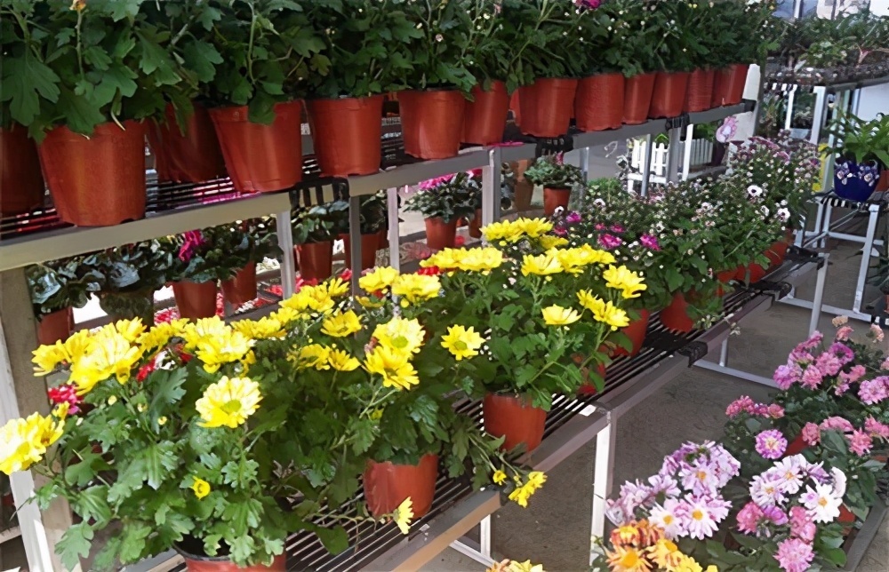 菊花|5种“吉祥花”,古代人也喜欢养,寓意好又富贵,日子越过越舒心