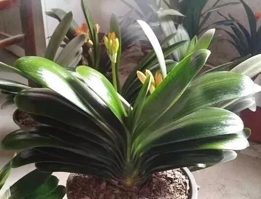 肥料|花盆里种的花不需要买泥土,用这种东西混合种的花草都很旺盛