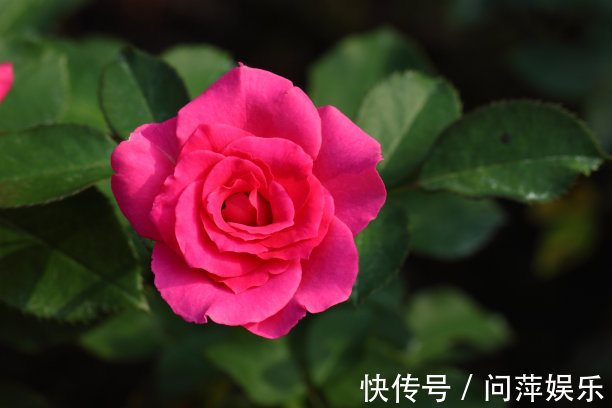 形似玫瑰,外表绚丽,养殖有技巧,掌握好技巧,月季轻松爆盆