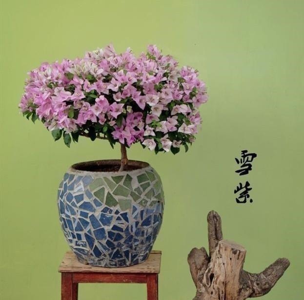 养三角梅的最高境界,看得我直流口水!养三角梅的最高境界,看得我直流口水!