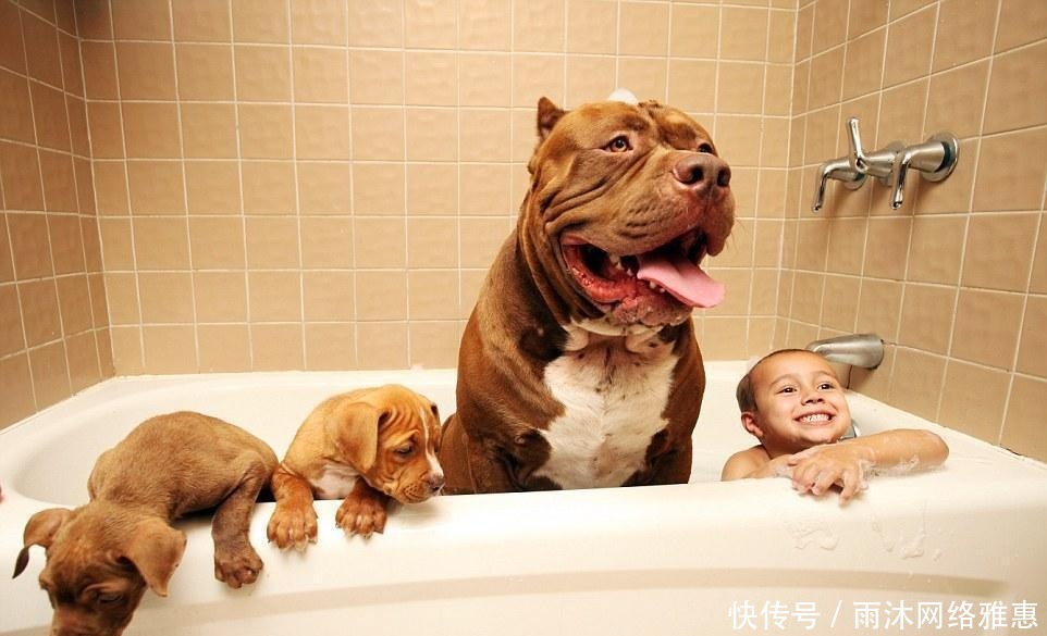 世界最大的斗牛犬 咬断人类的手臂就跟咬牙签一样 天合乐学帮助家长发现孩子的更多可能