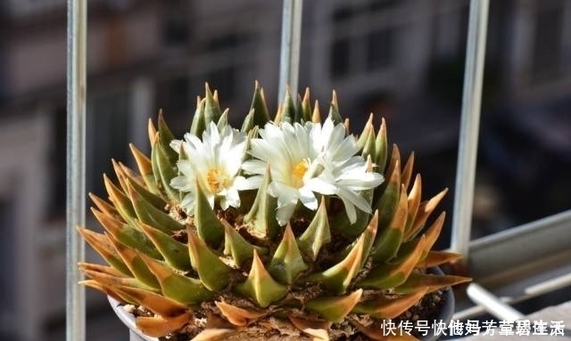 多肉|这个小盆栽居然卖600多万,快看看你家有没有!