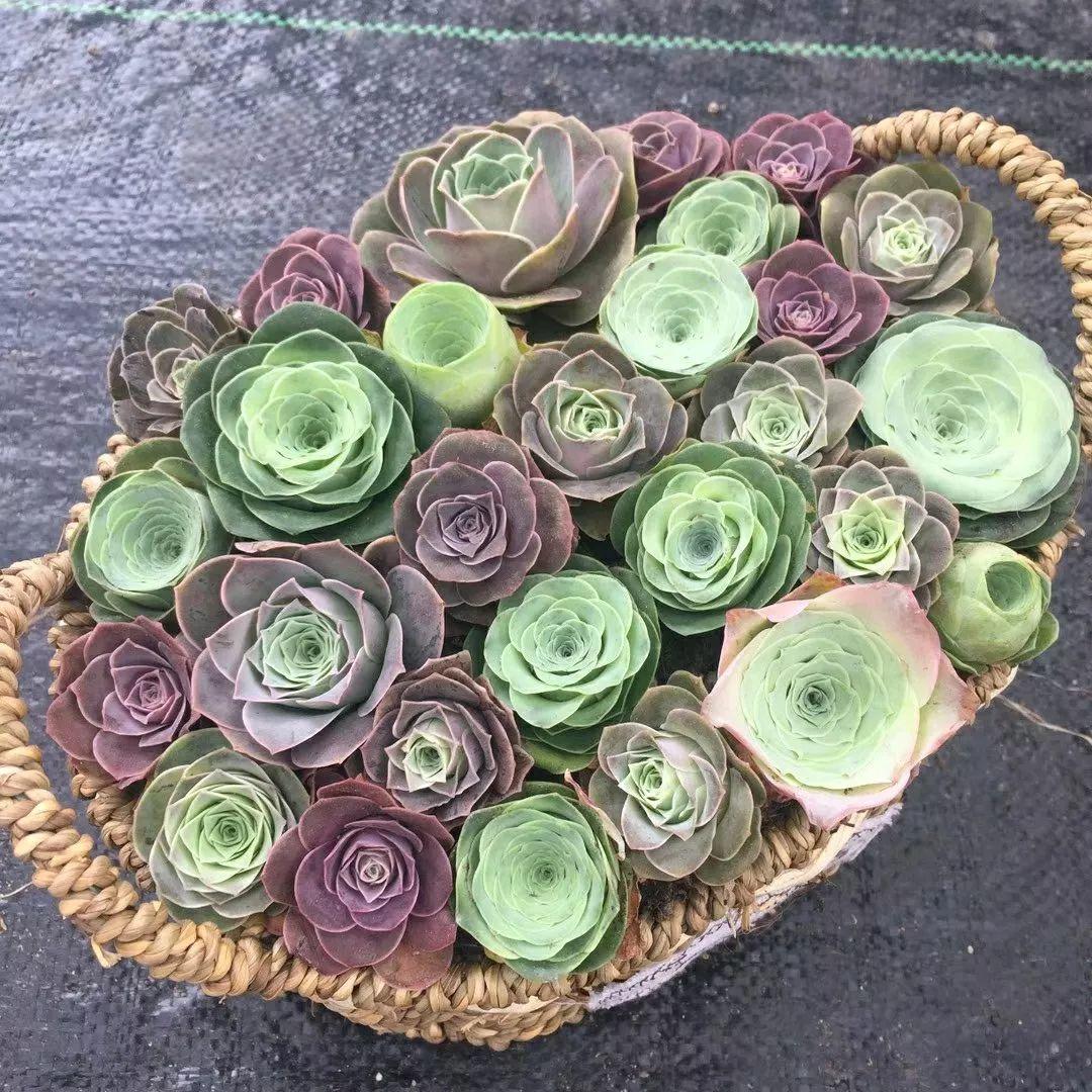 2种多肉，一休眠就变小包子，天越热越漂亮！