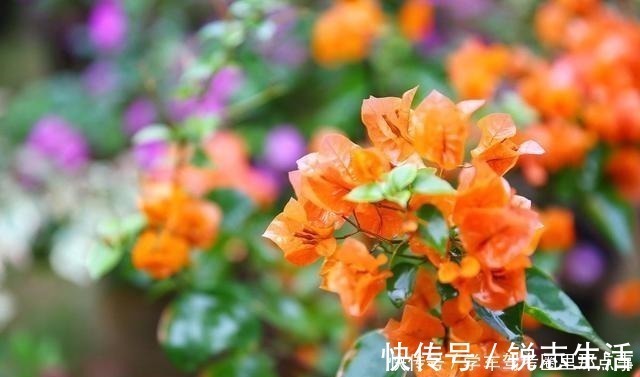 养花|磷酸二氢钾养花最常见的6个误区,难怪花草越长越差还不开花!