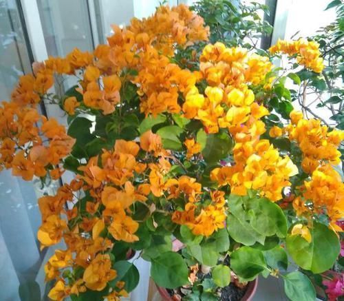 养花得做减法，入冬后此5种花剪1刀，明年长得旺、开花多