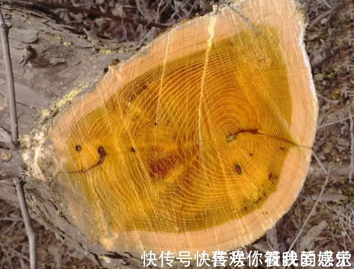 柘树长得不起眼,为何却能和紫檀齐名,还被称为“帝王木”