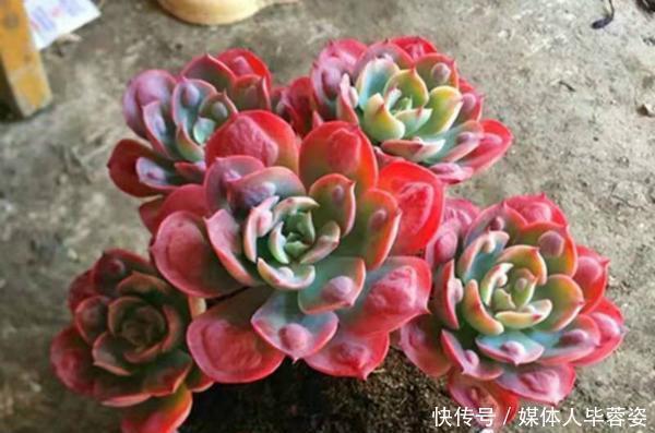 橙梦露橙梦露|9种多肉,贵且难养,怕晒怕淋爱秃长,买了多半成鸡肋