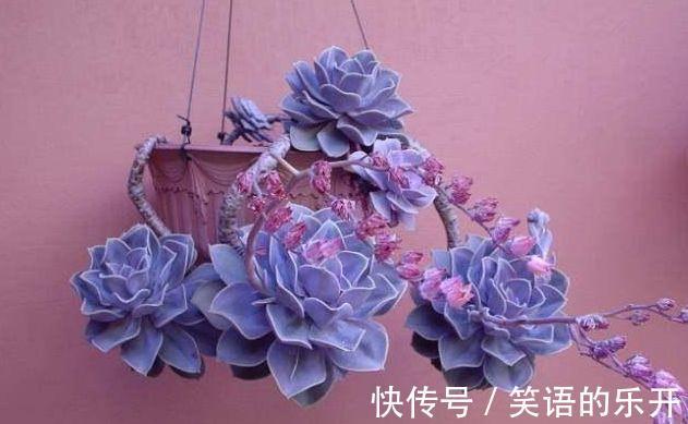 光照|想要多肉脸红,控制好这3个因素,快速出状态