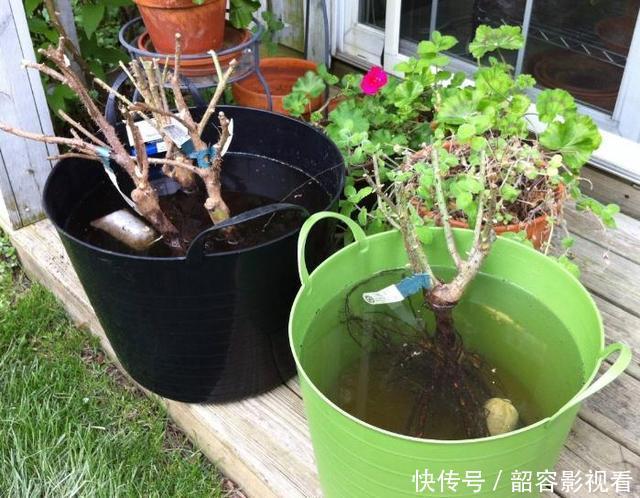 “生根剂”不用买,路边捡“1块它”,往花盆里放,30天冒白根!