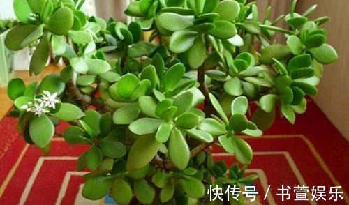 这4种花,时间越久越值钱,修修剪剪是老桩,花友看了直喊羡慕