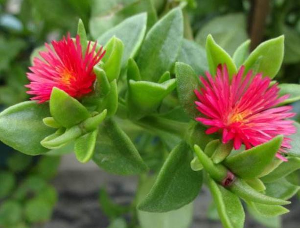 新手养2种“吊兰”,好养又好看,放角落也爆花,一年到头有花看