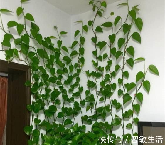 吊兰|自制花肥太臭了，盆里直接扔几粒“它”，绿萝吊兰能长疯