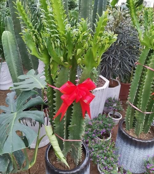 植株|养龙骨花,掌握这几个技巧,植株长得又粗又高,极具观赏价值