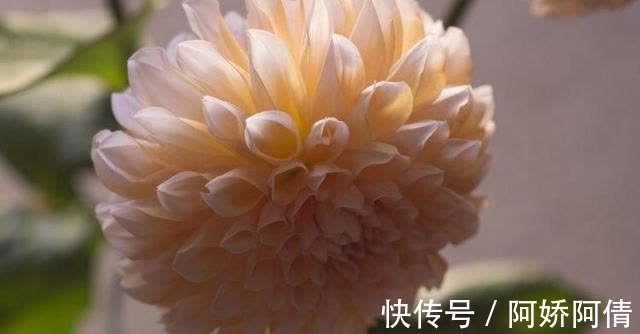 真爱|八月，桃花盛开，这4大星座遇到真爱，牵手一生，将收获爱情！