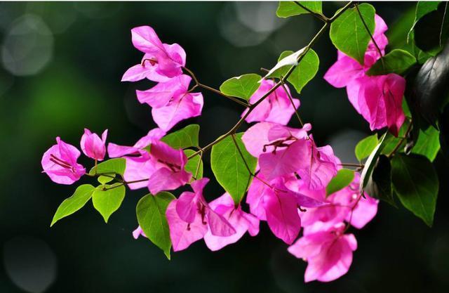 养花必备“磷酸二氢钾”，使用方法要正确，不然等于白用！