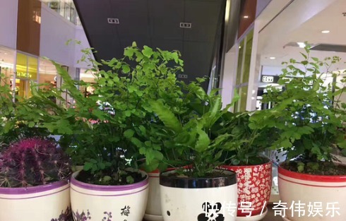 土壤|养花换土很麻烦养花大神一招解决,花友们有福了