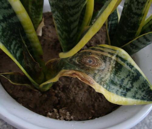 夏天养虎皮兰，做好3件事，叶子挺拔翠绿，嗖嗖冒笋芽