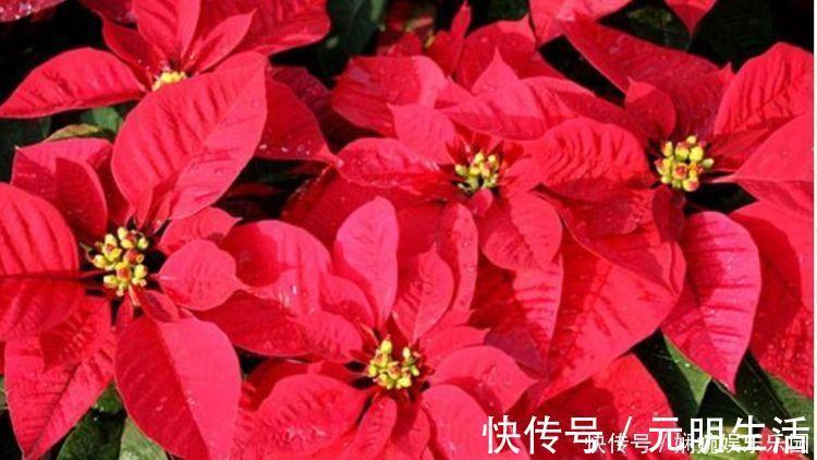 一品红|家里就养3种花，高端大气又旺财，2021年鸿运当头，福运迎门！