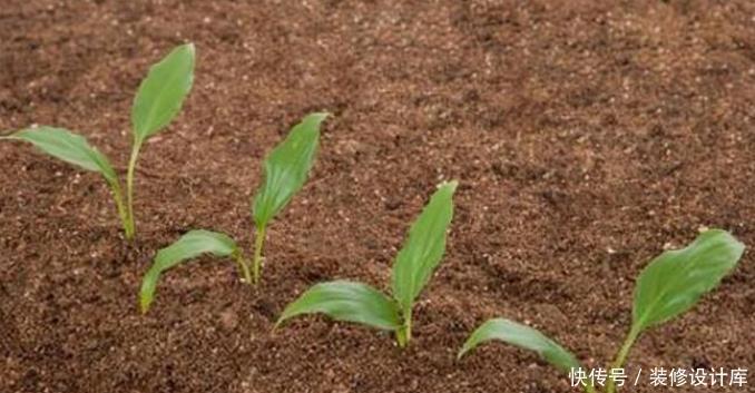 花卉|冰箱里的除臭木炭扔了太可惜,拿来种花,居然有这么多神奇的作用